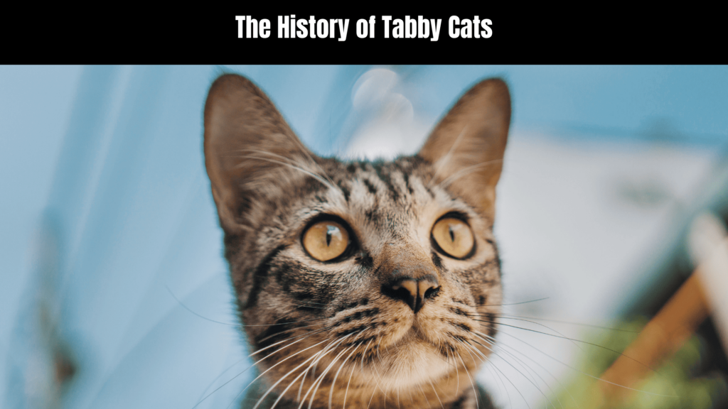 Tabby Cat Spiritual Meaning