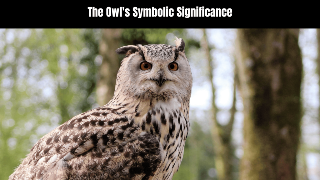 Seeing an Owl at Night: Exploring Its Spiritual Meaning