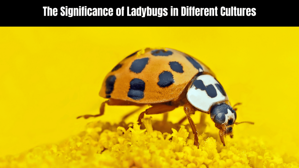 Yellow Ladybug Spiritual Meaning