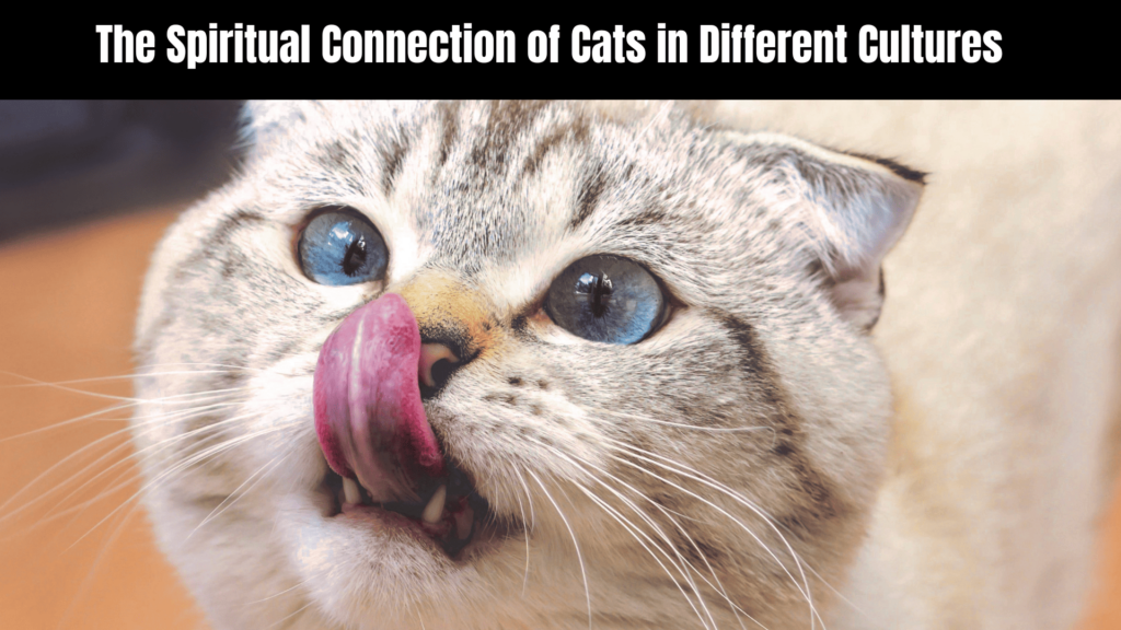 Spiritual Meaning of a Cat