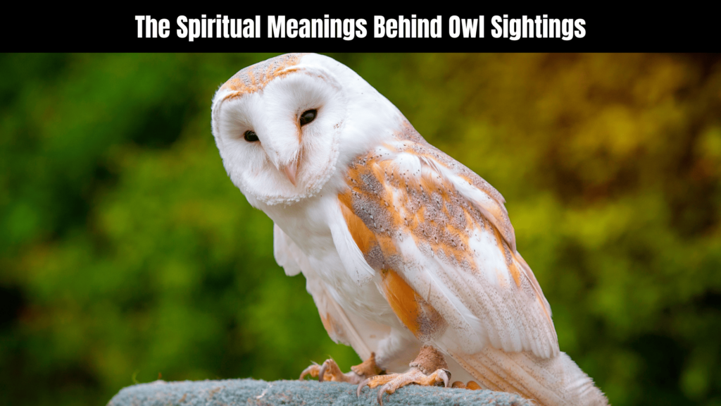 Seeing an Owl at Night: Exploring Its Spiritual Meaning