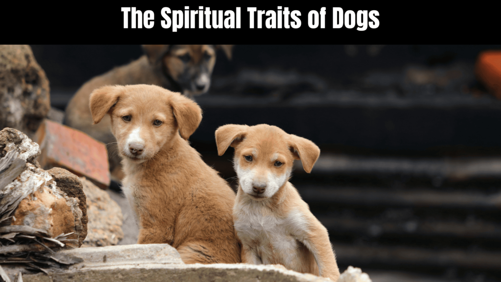 Spiritual Meaning of Dogs