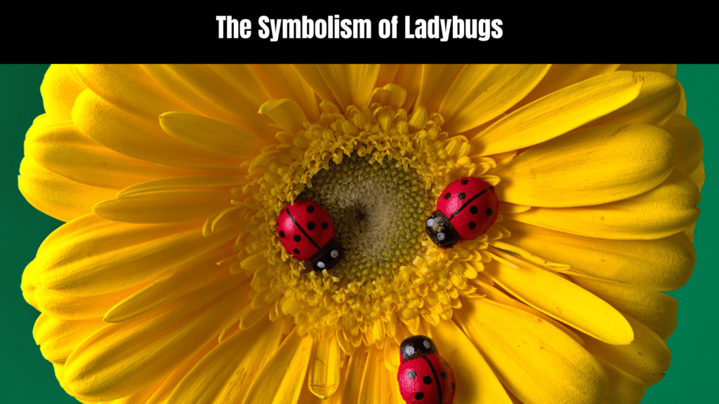 Black Ladybug Spiritual Meaning