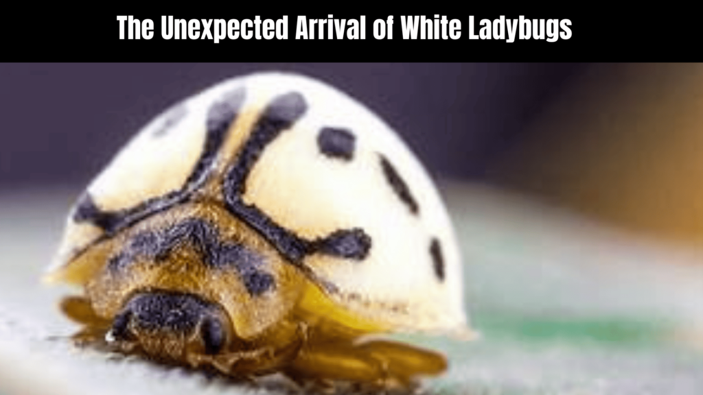 the Spiritual Meaning of White Ladybugs