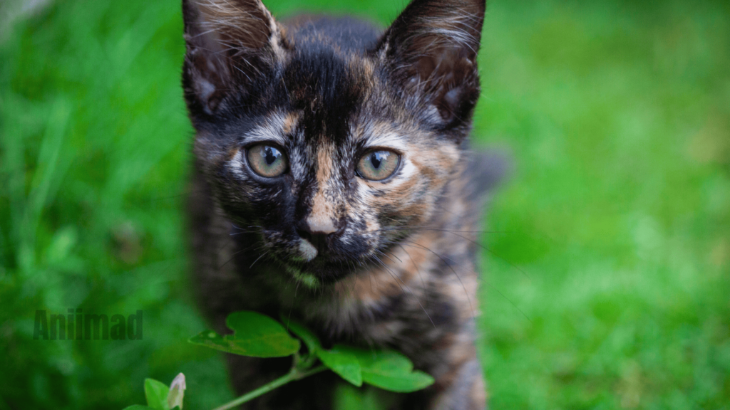 Tortoiseshell Cat Spiritual Meaning