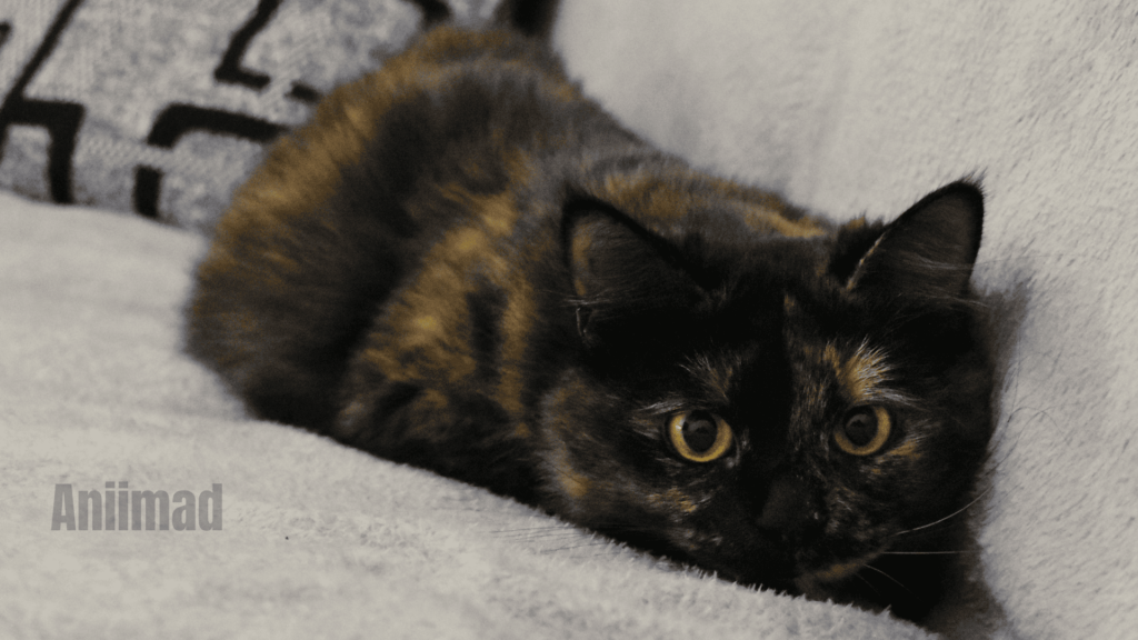 Tortoiseshell Cat Spiritual Meaning