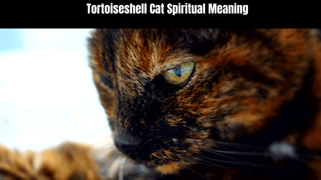 Tortoiseshell Cat Spiritual Meaning