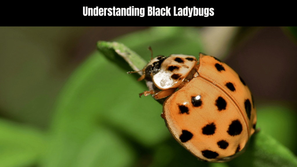 Black Ladybug Spiritual Meaning