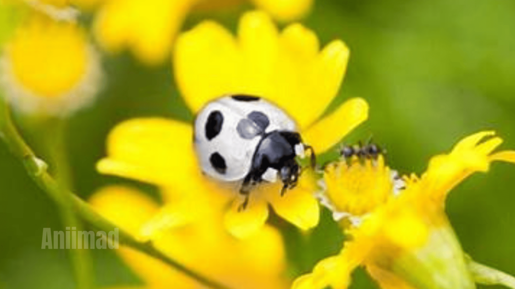 the Spiritual Meaning of White Ladybugs