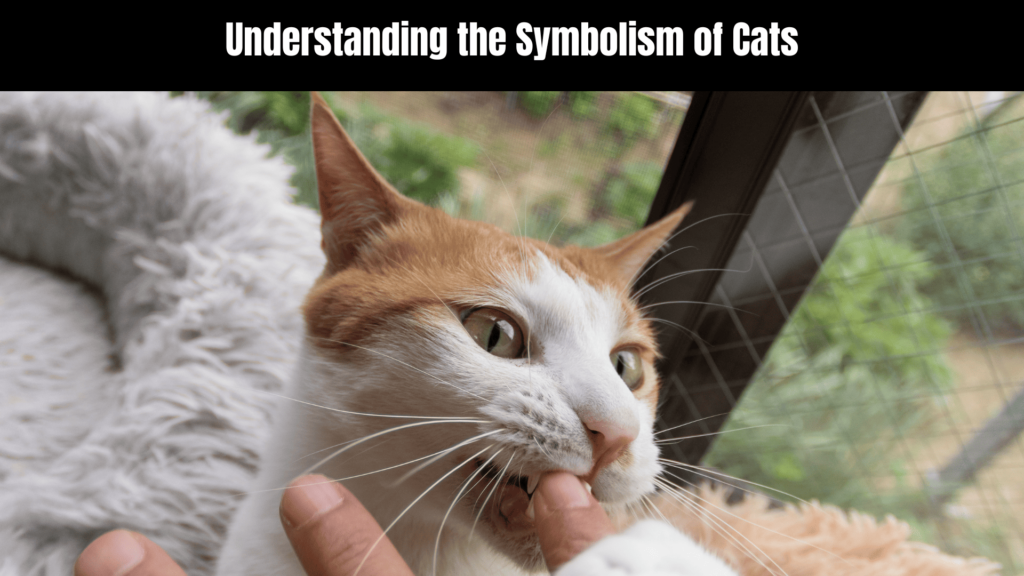 Cat Bite Spiritual Meaning