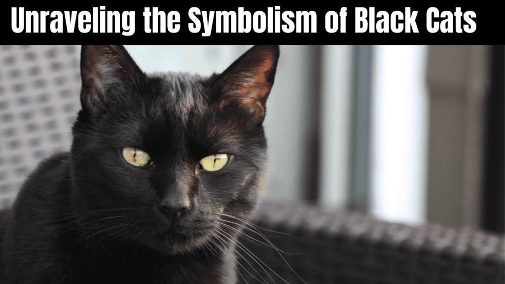 Seeing a Black Cat Spiritual Meaning