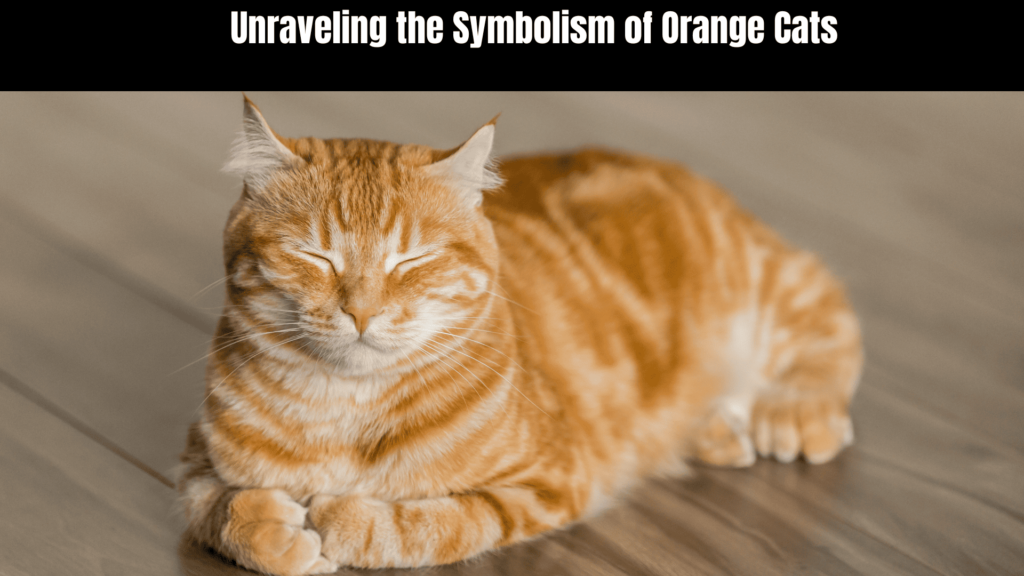 Orange Cat Spiritual Meaning