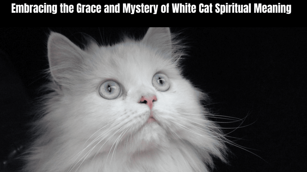 White Cat Spiritual Meaning