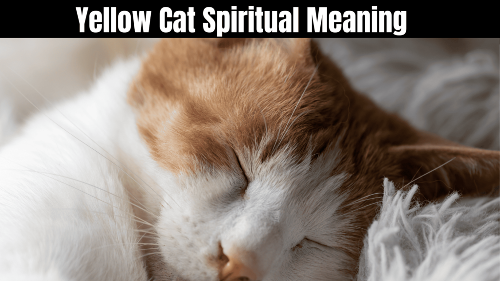 Yellow Cat Spiritual Meaning