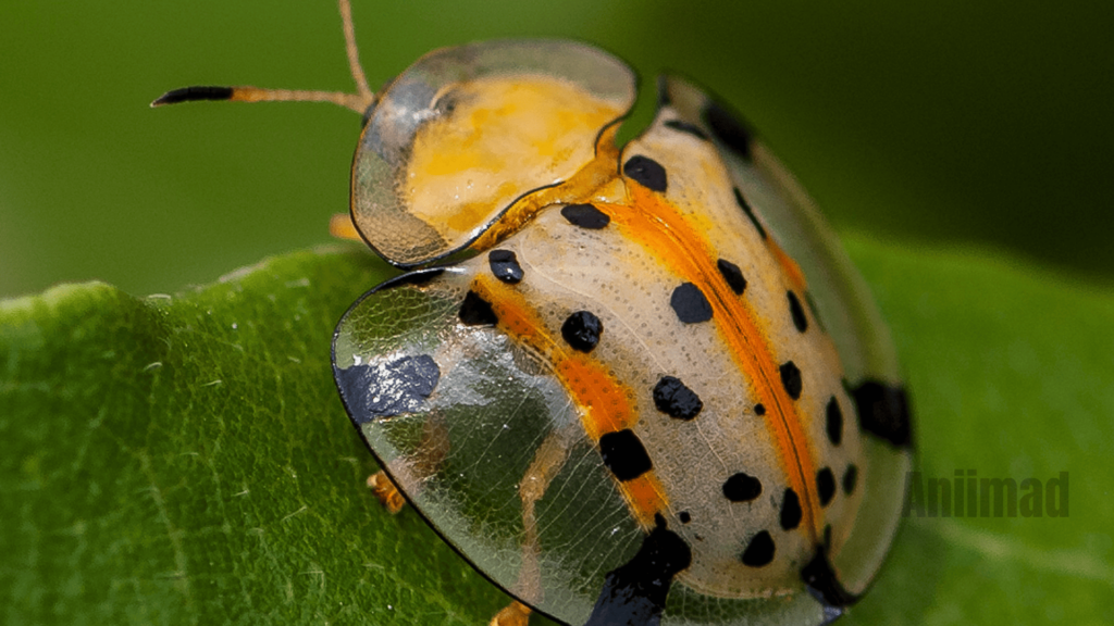 Yellow Ladybug Spiritual Meaning