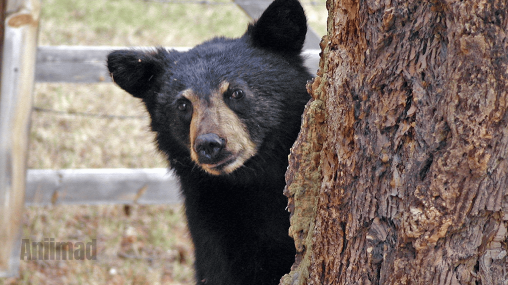 Bear Spirit Animal Meaning