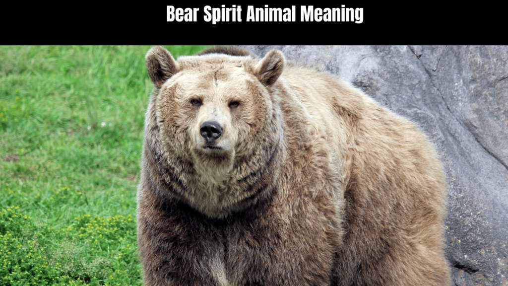 Bear Spirit Animal Meaning