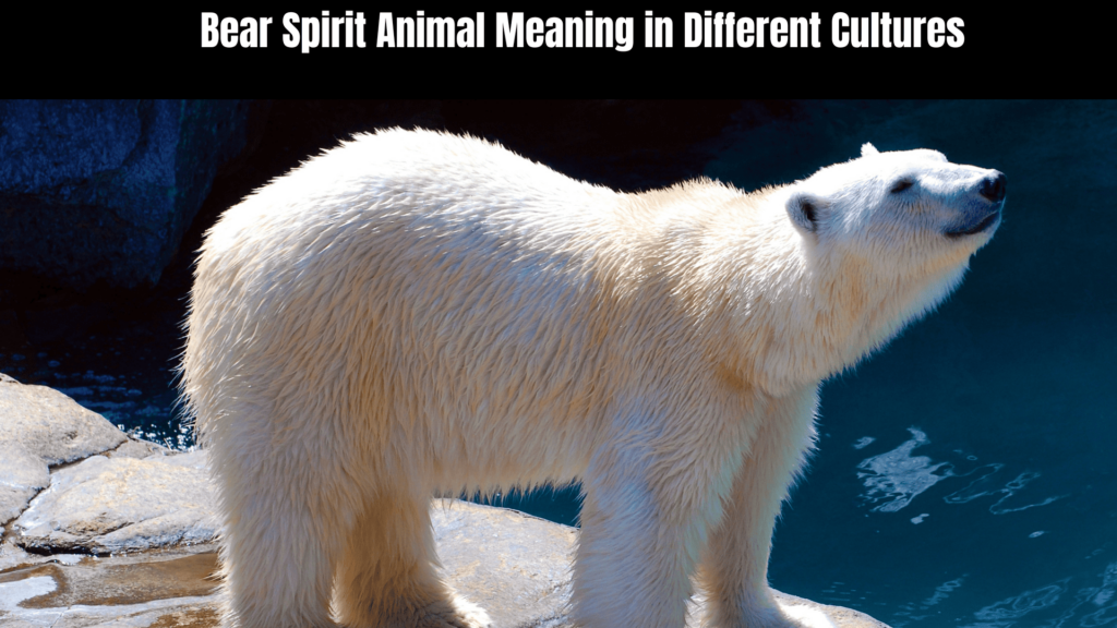 Bear Spirit Animal Meaning