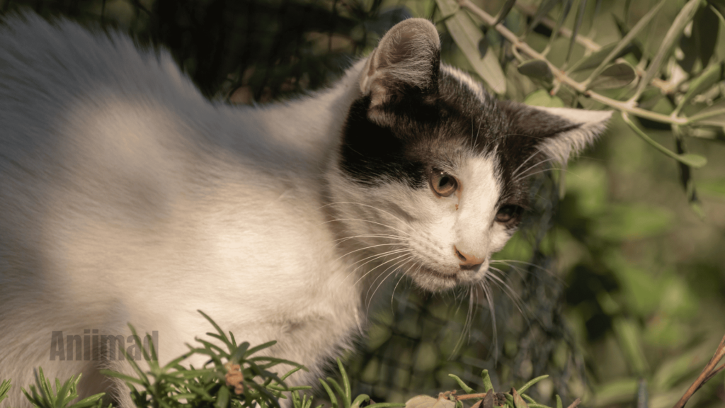 Black and White Cat Spiritual Meaning