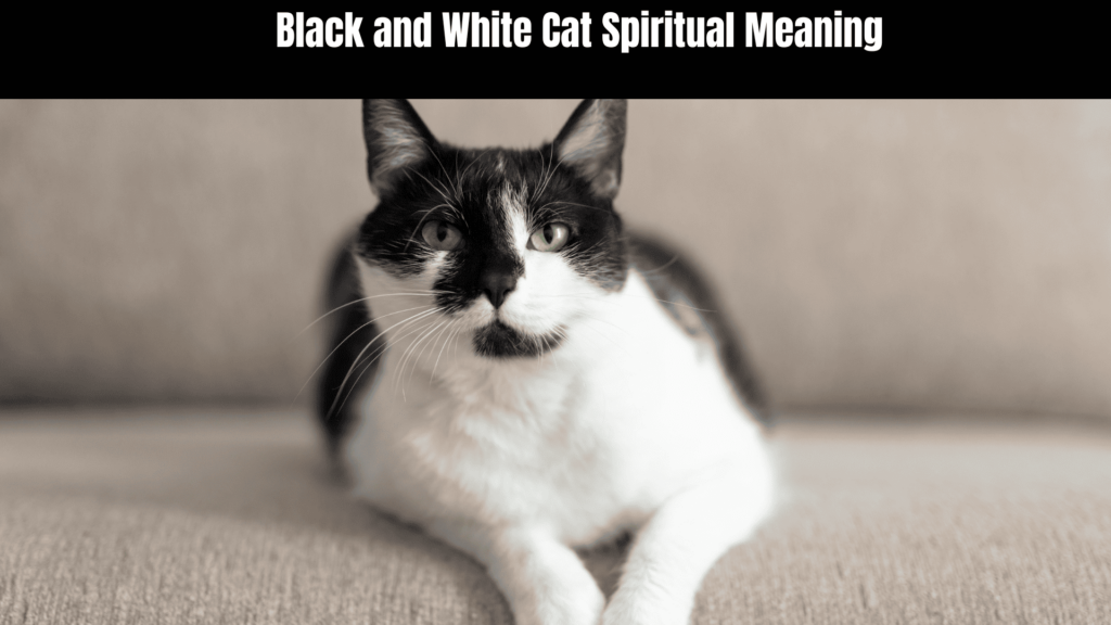 Black and White Cat Spiritual Meaning