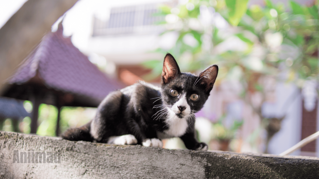 Black and White Cat Spiritual Meaning