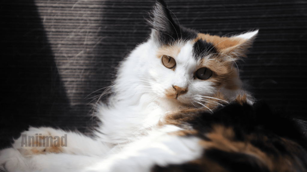 Calico Cat Spiritual Meaning