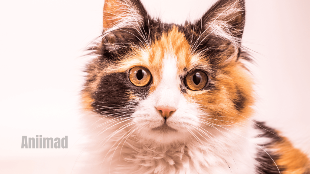 Calico Cat Spiritual Meaning