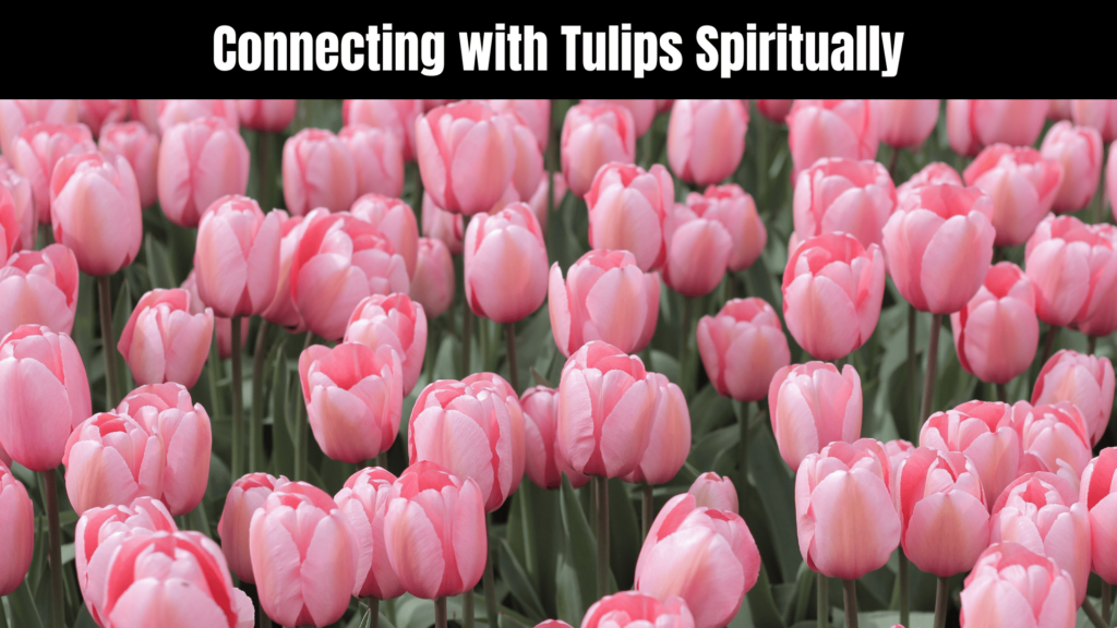 Unlocking the Spiritual Meaning of Tulips