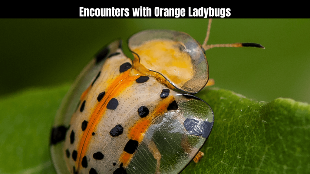 Orange Ladybug Spiritual Meaning