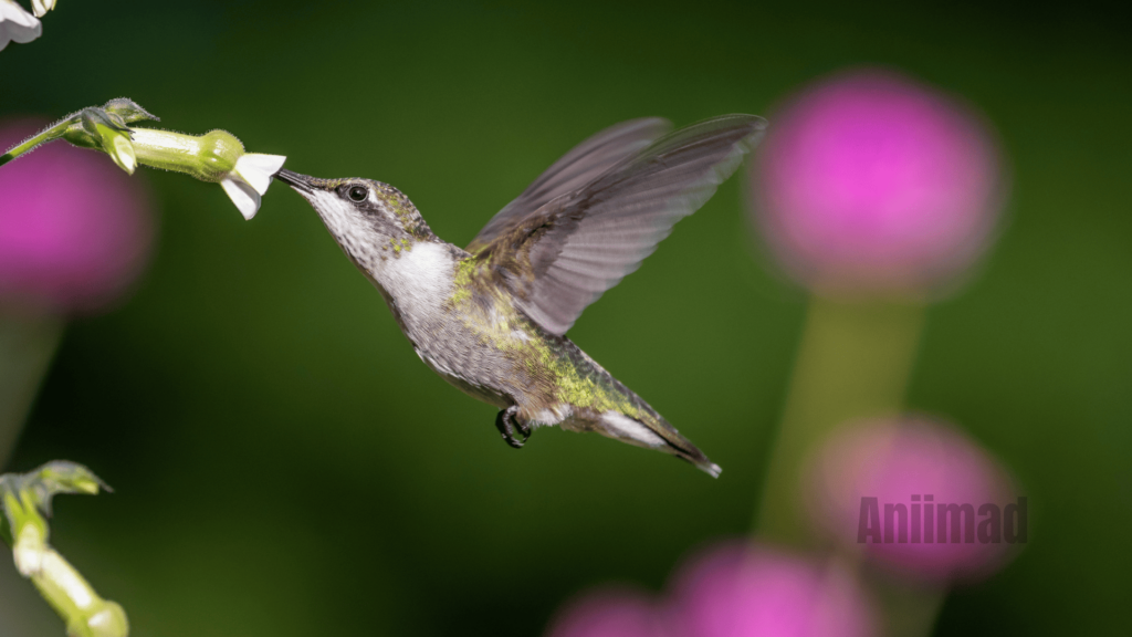 Exploring the Spiritual Meaning of the White Hummingbird