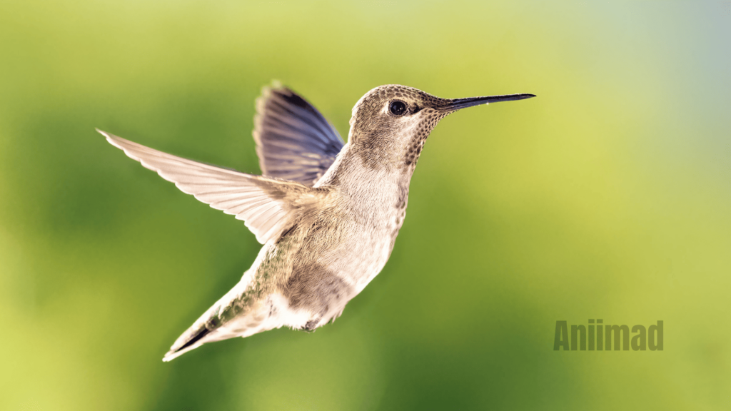 Exploring the Spiritual Meaning of the White Hummingbird