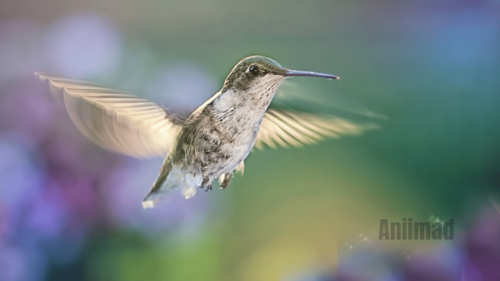 Exploring the Spiritual Meaning of the White Hummingbird