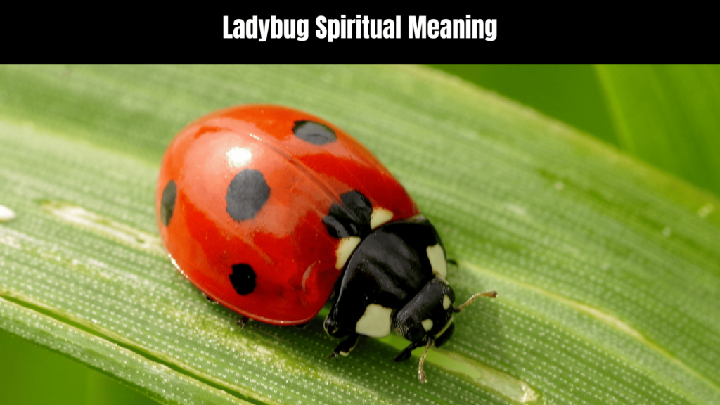 Ladybug Spiritual Meaning