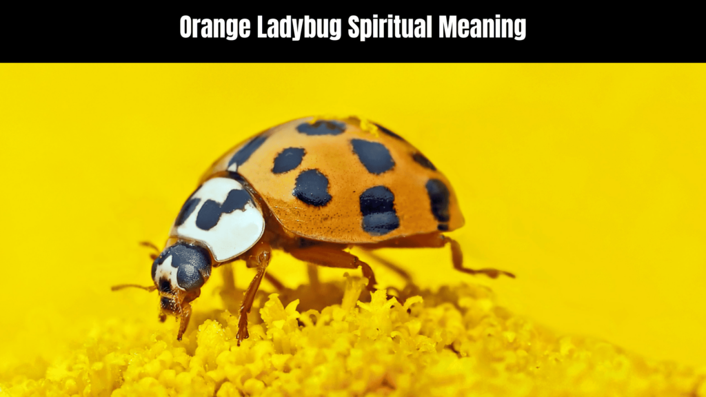 Orange Ladybug Spiritual Meaning