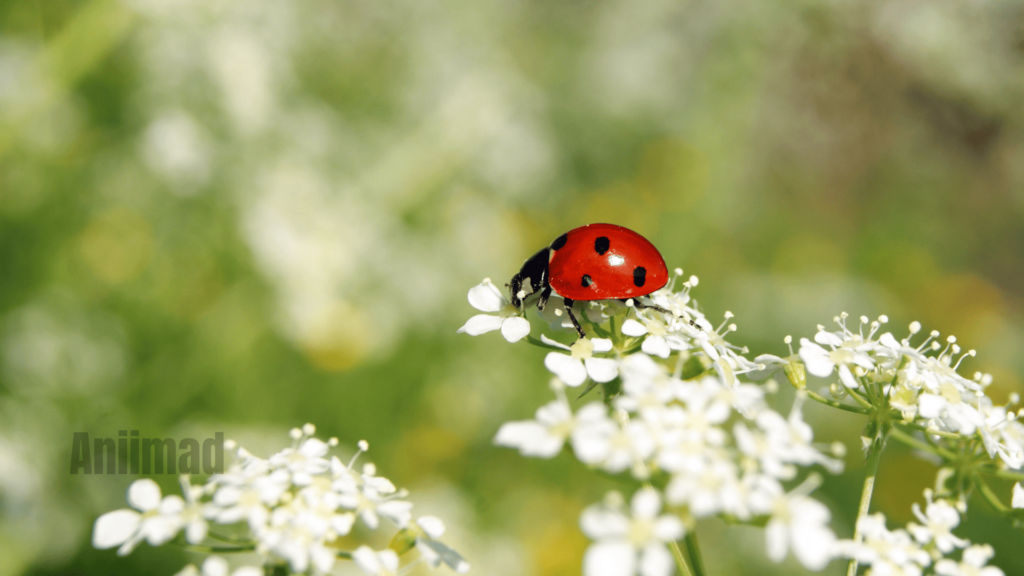 Ladybug Spiritual Meaning