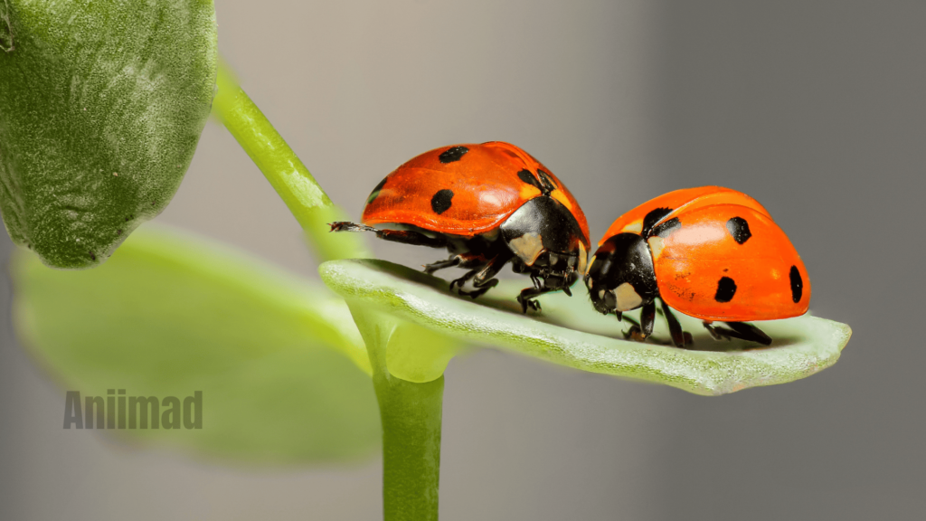 Ladybug Spiritual Meaning