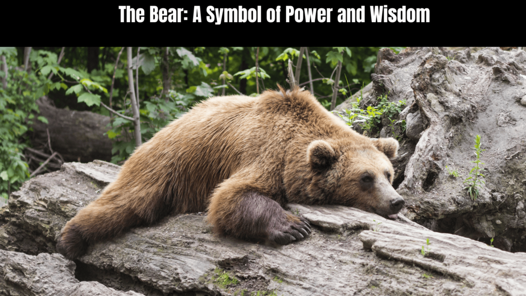 Bear Spirit Animal Meaning