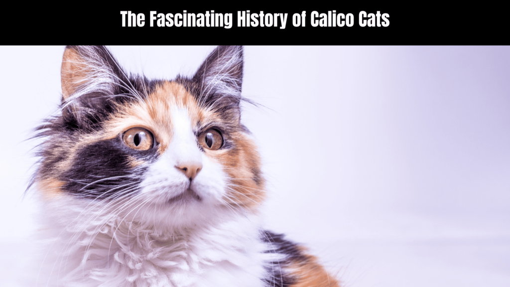 Calico Cat Spiritual Meaning