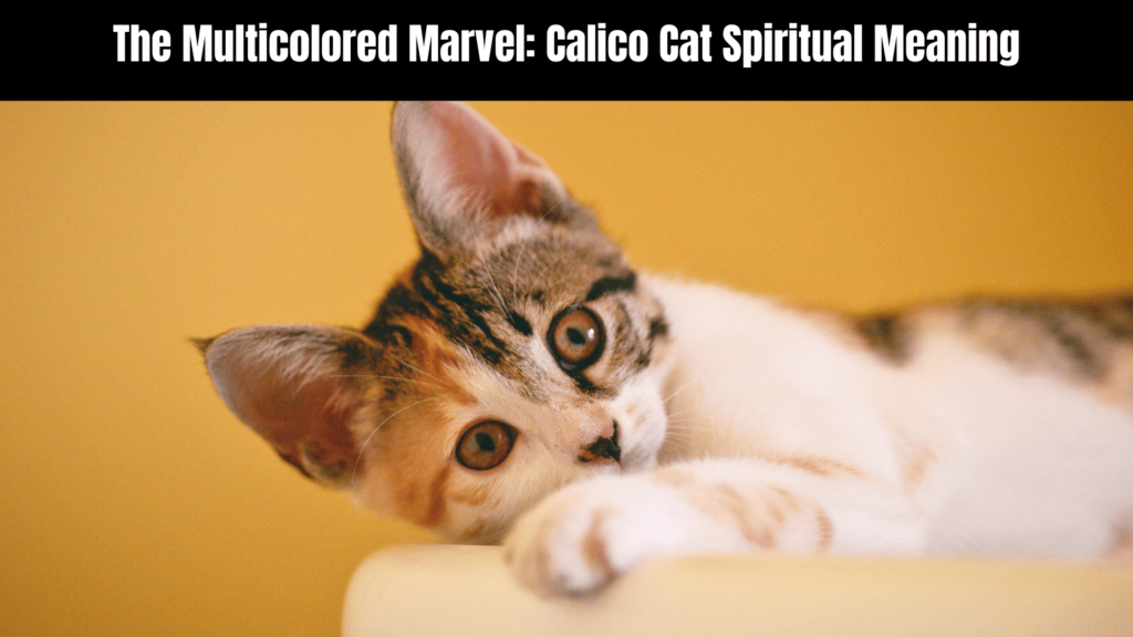 Calico Cat Spiritual Meaning