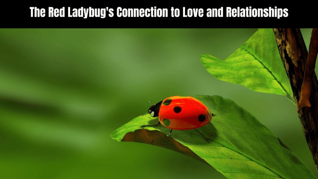 Spiritual Meaning of the Red Ladybug