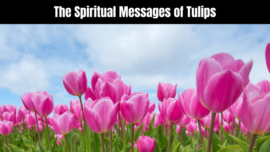 Unlocking the Spiritual Meaning of Tulips