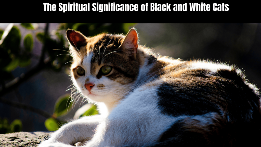 Black and White Cat Spiritual Meaning