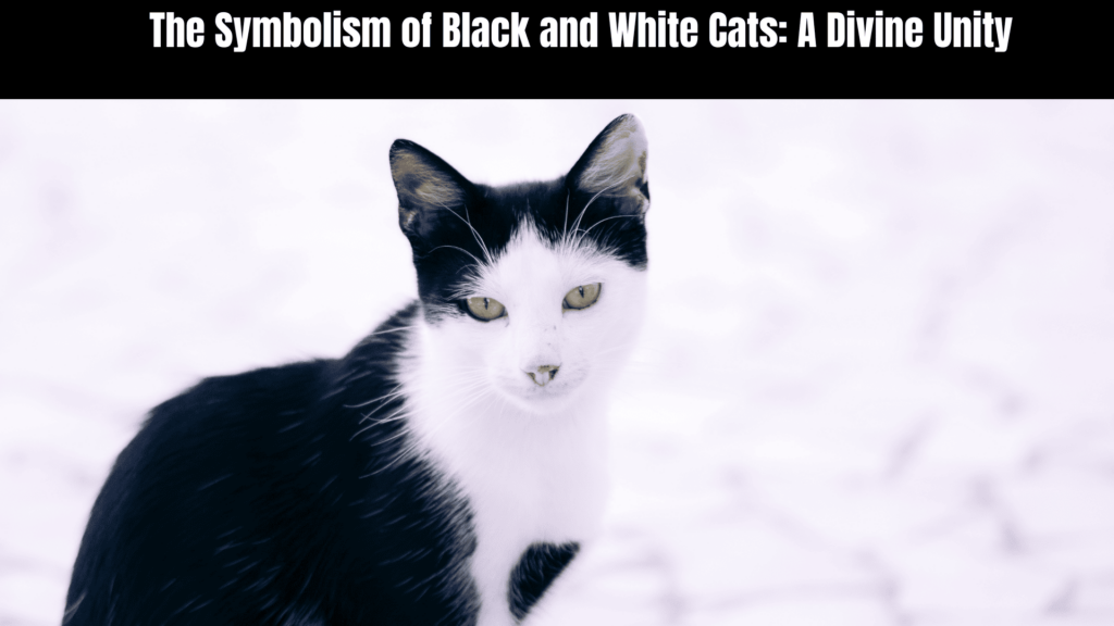 Black and White Cat Spiritual Meaning