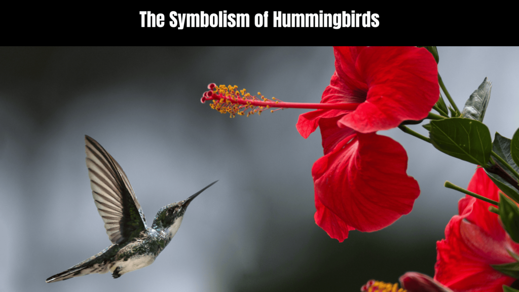 Exploring the Spiritual Meaning of the White Hummingbird