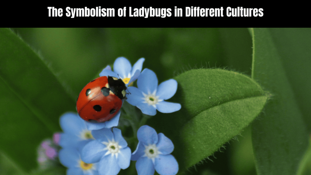 Ladybug Spiritual Meaning