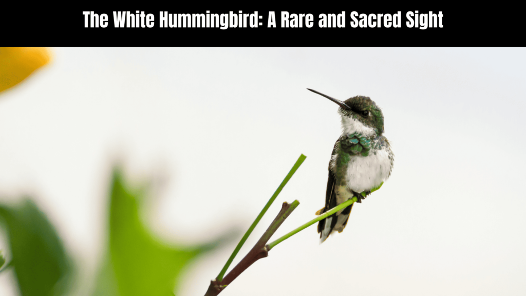 Exploring the Spiritual Meaning of the White Hummingbird