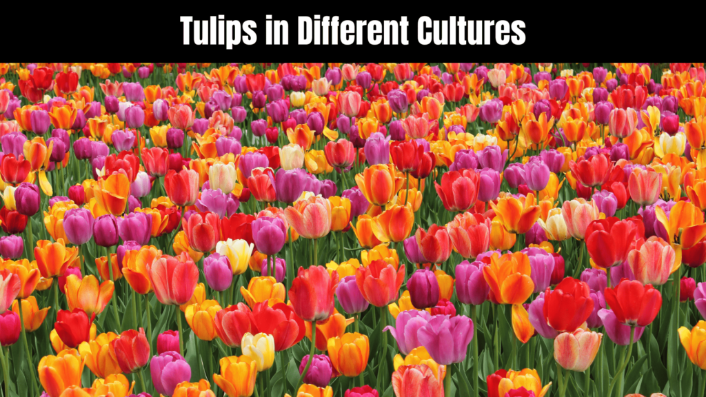 Unlocking the Spiritual Meaning of Tulips