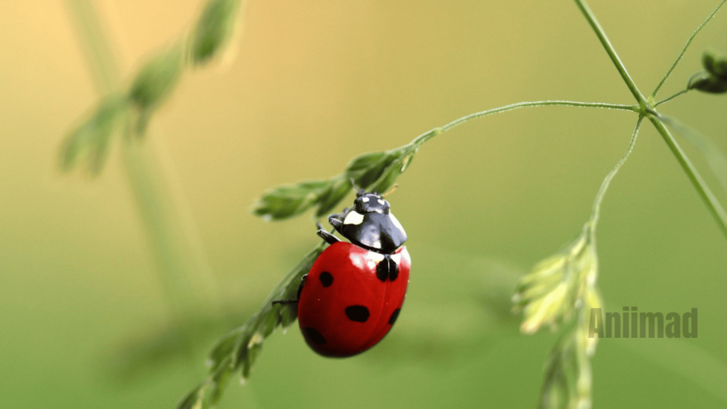 Spiritual Meaning of the Red Ladybug