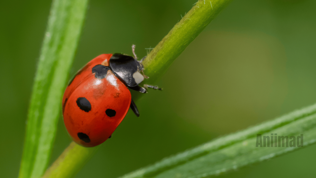 Spiritual Meaning of the Red Ladybug