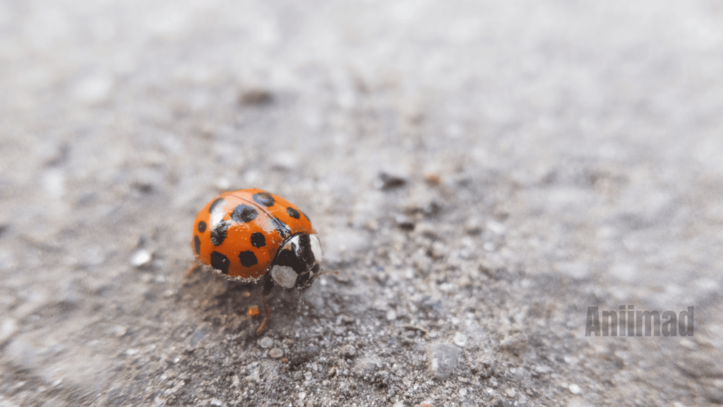 Orange Ladybug Spiritual Meaning